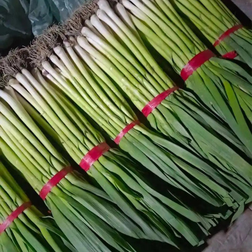 Leek Seeds - Premium Allium porrum, Cold & Heat Resistant, High-Yield Variety