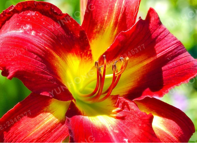 Rare Red Lily Bulb Pleasant Fragrance for Home and Garden - (Color: 3)