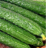 Mini Green Cucumber Seed Long Japanese Cucumber