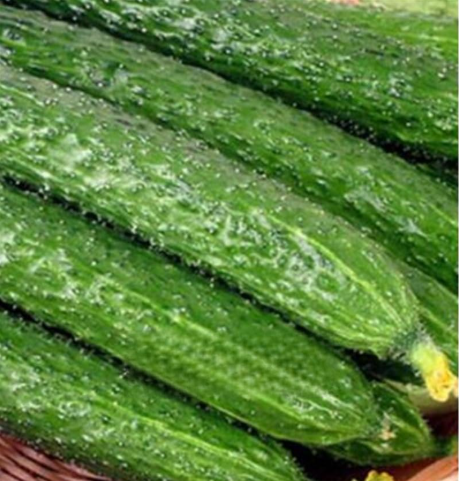 Mini Green Cucumber Seed Long Japanese Cucumber