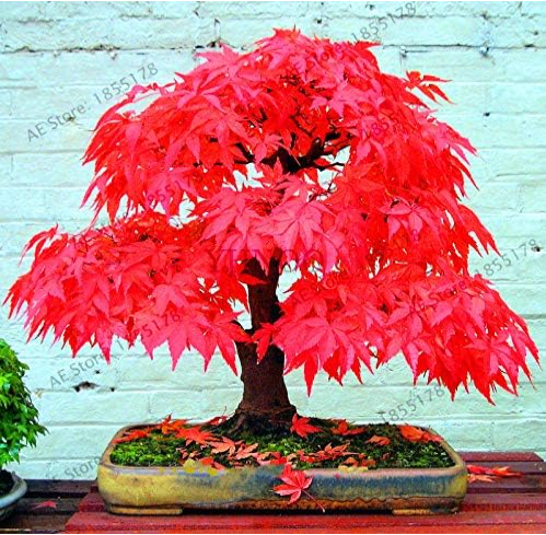 Potted Plant Garden Japanese Red Maple Seed Very Beautiful Indoor Tree (Color: 8)