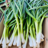 Leek Seeds - Premium Allium porrum, Cold & Heat Resistant, High-Yield Variety