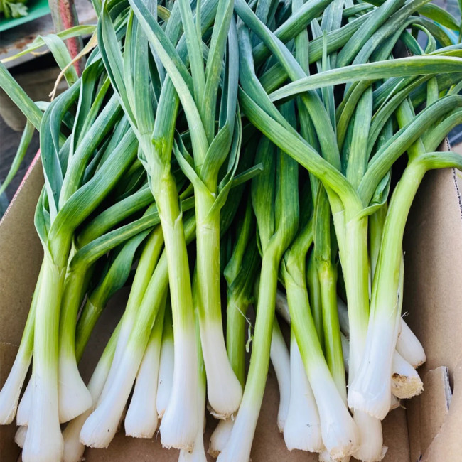 Leek Seeds - Premium Allium porrum, Cold & Heat Resistant, High-Yield Variety