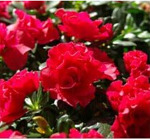 Azalea Seeds (Color: 10)