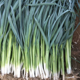 Leek Seeds - Premium Allium porrum, Cold & Heat Resistant, High-Yield Variety