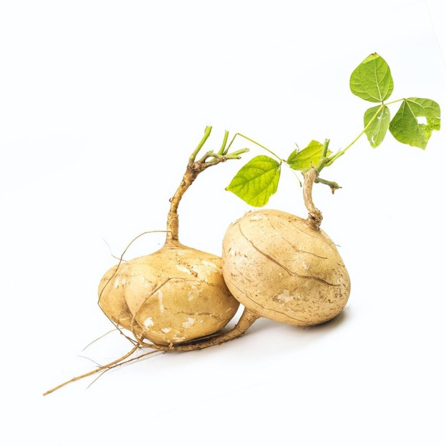 Yam Bean Seeds - Sweet Crisp Tuber, Fiber-Free Edible Root, Heat Tolerant Medicinal Plant