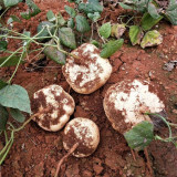 Yam Bean Seeds - Sweet Crisp Tuber, Fiber-Free Edible Root, Heat Tolerant Medicinal Plant