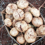 Yam Bean Seeds - Sweet Crisp Tuber, Fiber-Free Edible Root, Heat Tolerant Medicinal Plant