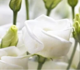 Eustoma Grandiflorum Seeds (Color: 5)
