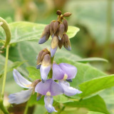Yam Bean Seeds - Sweet Crisp Tuber, Fiber-Free Edible Root, Heat Tolerant Medicinal Plant