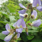 Yam Bean Seeds - Sweet Crisp Tuber, Fiber-Free Edible Root, Heat Tolerant Medicinal Plant