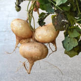 Yam Bean Seeds - Sweet Crisp Tuber, Fiber-Free Edible Root, Heat Tolerant Medicinal Plant