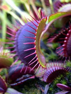 Dionaea Muscipula Seeds Giant Clip Venus Fly Trap Insectivorous Outdoor & Indoor