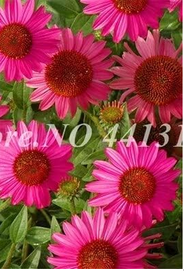 Rare Gaillardia Pulchella Indian Gorgeous Seeds (Color: 2)