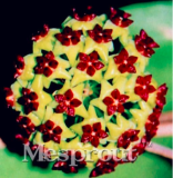 Rare Hoya kerrii Seeds (Color: 21)