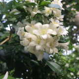 Orange Jasmine Seeds (Murraya paniculata) - Fragrant Evergreen Shrub for Hedges & Bonsai