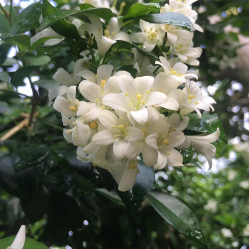 Orange Jasmine Seeds (Murraya paniculata) - Fragrant Evergreen Shrub for Hedges & Bonsai
