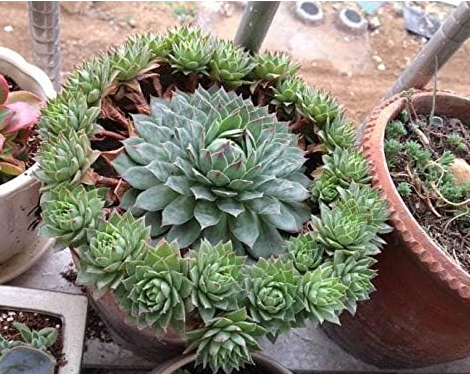 Fresh Real Sempervivum tectorum semillas Seeds (Color: 3)
