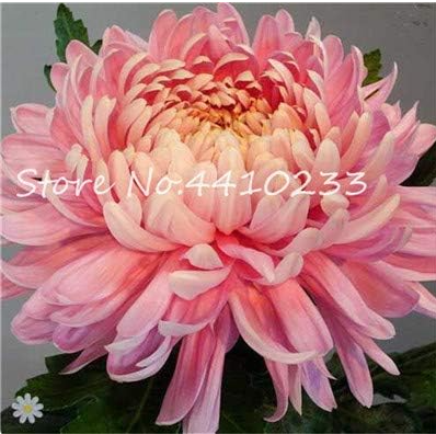 Rainbow Chrysanthemum Seeds Rare Color Gaint Perennial Flower