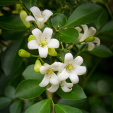 Orange Jasmine Seeds (Murraya paniculata) - Fragrant Evergreen Shrub for Hedges & Bonsai