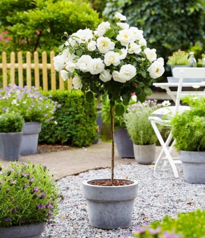 Rose Seed Outdoor Plants for Home Garden (Color: 1)