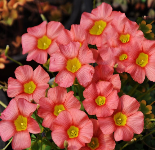 Rare Oxalis Obtusa Ceres Salmon Bulbs