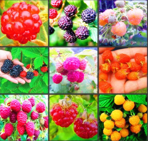 100% Raspberry Seed Mixed Colors (Color: 6)