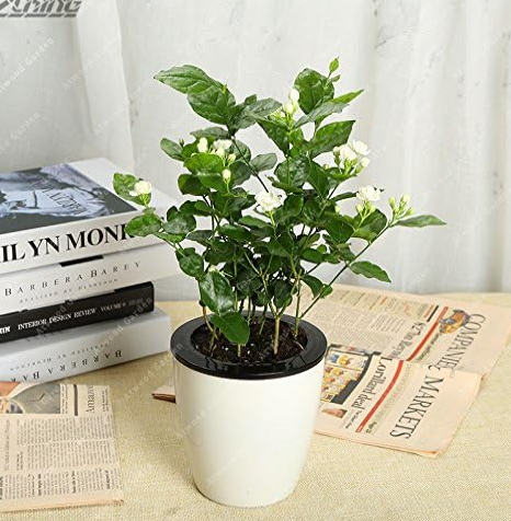Very Fragrant Pure White Jasmine Seed Ornamental Fragrant Flowers