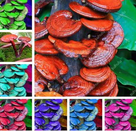 Ganoderma Lucidum Seed, Chinese Lingzhi Reishi Mushrooms (Color: Mixed)
