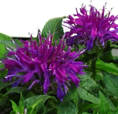 Monarda didyma Seeds US Mint Aromatic Plant (Color: 3)