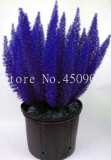 Rare Grass Plants Foxtail Fern Seed Bambu Blue Winter (Color: 13)
