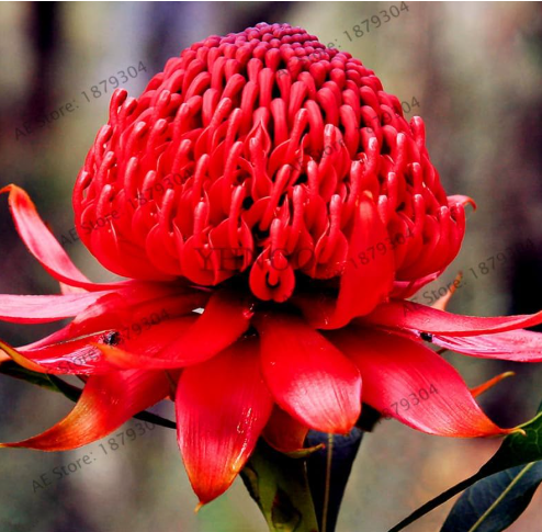 South Wales Waratah (Telopea speciosissima) rare flower Seed (Color: 5)