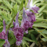 Yanhusuo Seeds - Corydalis Medicinal Herb for Pain Relief & Qi Circulation, Zhejiang Famous Herb