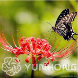 Rare Lycoris Radiata Bulbs Potted Plants (Color: 3)