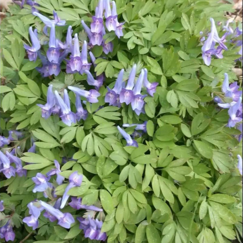 Yanhusuo Seeds - Corydalis Medicinal Herb for Pain Relief & Qi Circulation, Zhejiang Famous Herb
