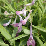 Yanhusuo Seeds - Corydalis Medicinal Herb for Pain Relief & Qi Circulation, Zhejiang Famous Herb