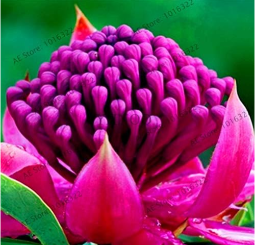 South Wales Waratah (Telopea speciosissima) rare flower Seed (Color: 3)