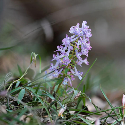 Yanhusuo Seeds - Corydalis Medicinal Herb for Pain Relief & Qi Circulation, Zhejiang Famous Herb