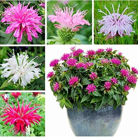 Monarda didyma Seeds US Mint Aromatic Plant (Color: Mix)