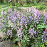 Yanhusuo Seeds - Corydalis Medicinal Herb for Pain Relief & Qi Circulation, Zhejiang Famous Herb