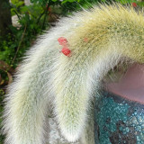 Monkey Tail Cactus Seeds - Rare Hanging Succulent with Fuzzy White Stems & Orange Flowers