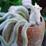 Monkey Tail Cactus Seeds - Rare Hanging Succulent with Fuzzy White Stems & Orange Flowers