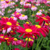 Painted Daisy Seeds - Perennial Flower Seeds with Natural Insecticide Properties