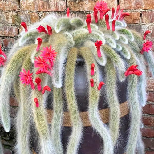 Monkey Tail Cactus Seeds - Rare Hanging Succulent with Fuzzy White Stems & Orange Flowers