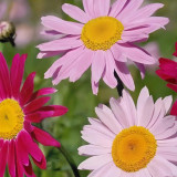 Painted Daisy Seeds - Perennial Flower Seeds with Natural Insecticide Properties
