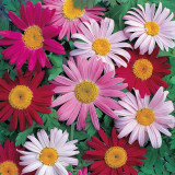 Painted Daisy Seeds - Perennial Flower Seeds with Natural Insecticide Properties
