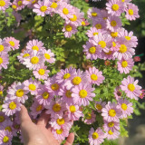 Painted Daisy Seeds - Perennial Flower Seeds with Natural Insecticide Properties