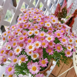 Painted Daisy Seeds - Perennial Flower Seeds with Natural Insecticide Properties