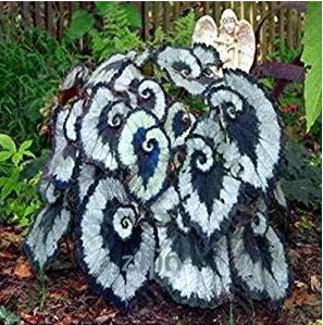 Janpanse Seed Coleus plant Foliage Plants (Color: Army Green)
