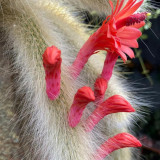 Monkey Tail Cactus Seeds - Rare Hanging Succulent with Fuzzy White Stems & Orange Flowers